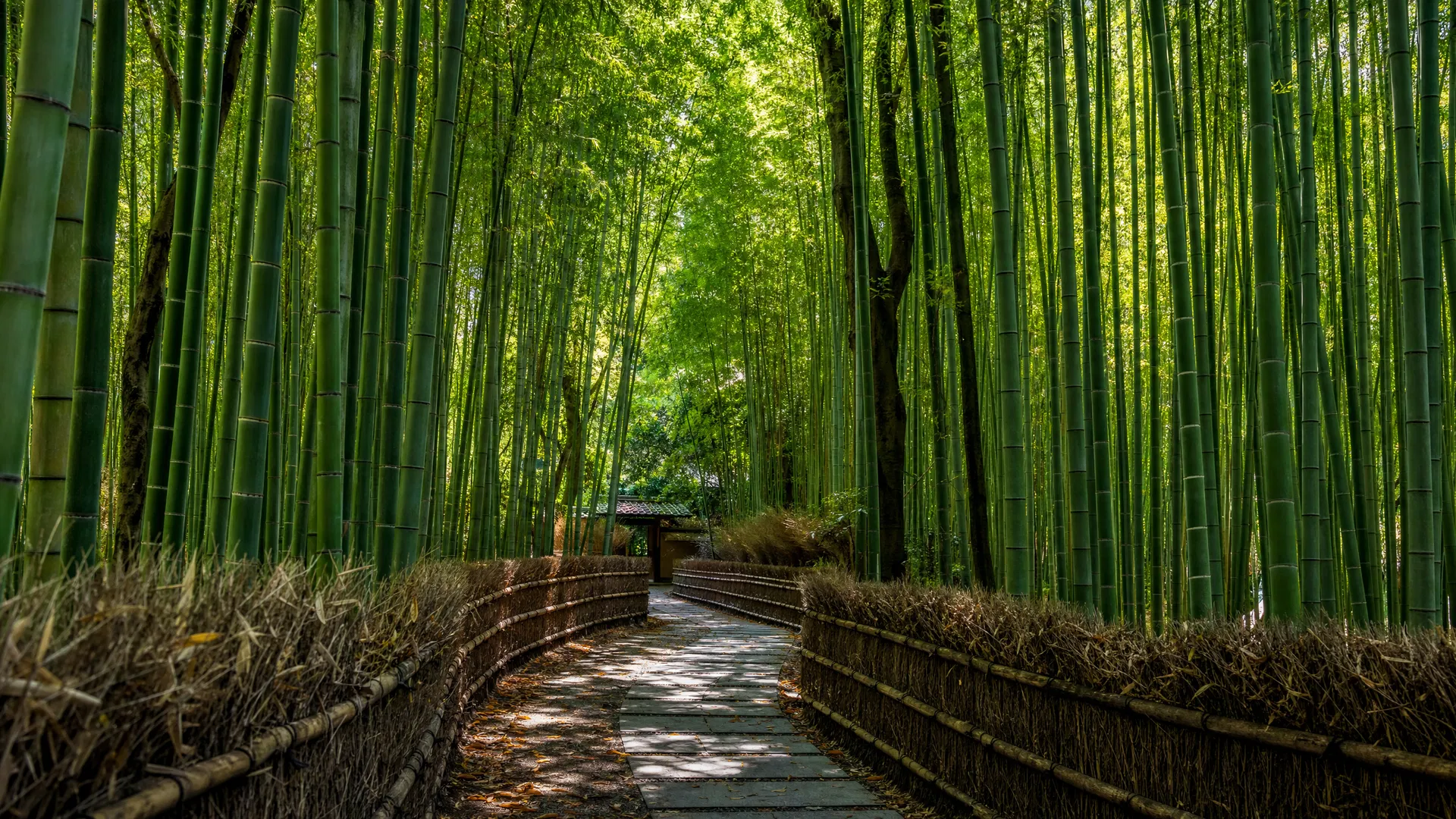 A bamboo path in a green Japanese landscape