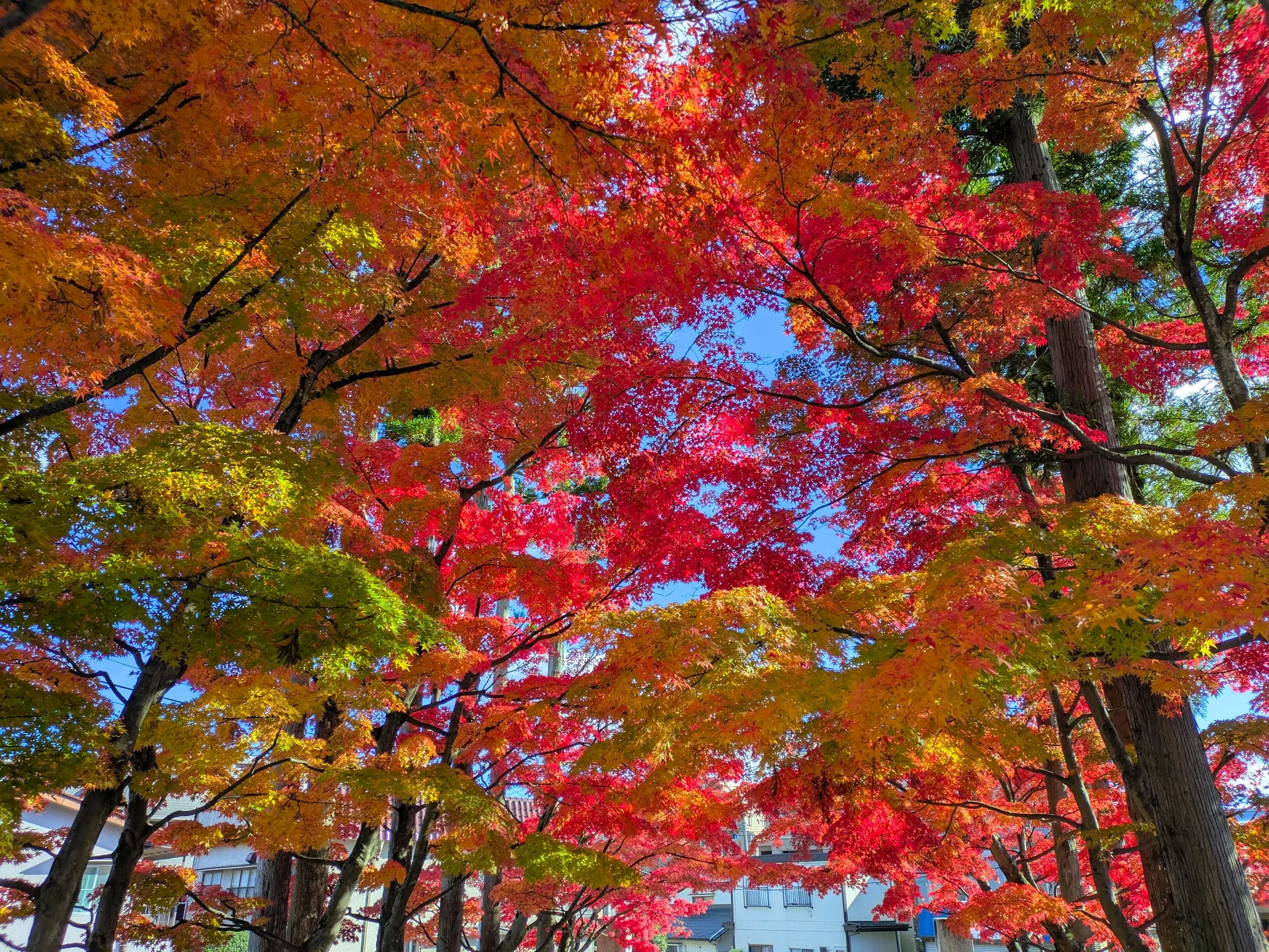 Autumn foliage in Sendai, Tohoku